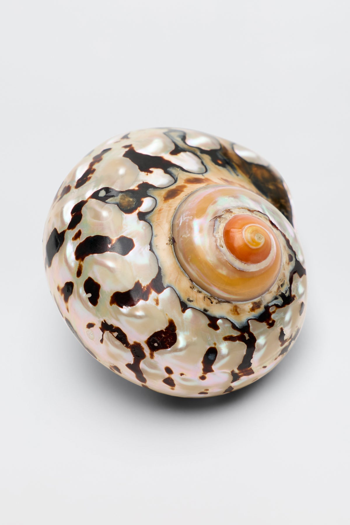 A close-up of a shiny, spiral seashell with a pearly surface and brown, black, and cream blotches—reminiscent of the Elira - Gold necklace—is displayed on a plain light gray background.